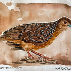 Aquarela Maxalalagá