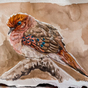 Aquarela Rolinha-do-Planalto